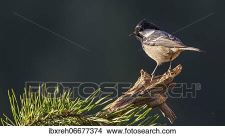 Coal tit (Parus ater), sitting on a branch, Tyrol, Austria, Europe View Large Photo Image Picture - Coal tit (Parus ater), sitting on a branch, Tyrol, Austria, Europe. Fotosearch