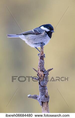 Coal tit (Parus ater), sitting on a branch, Terfens, Tyrol, Austria, Europe View Large Photo Image Stock Image - Coal tit (Parus ater), sitting on a branch, Terfens, Tyrol, Austria, Europe. Fotosearch