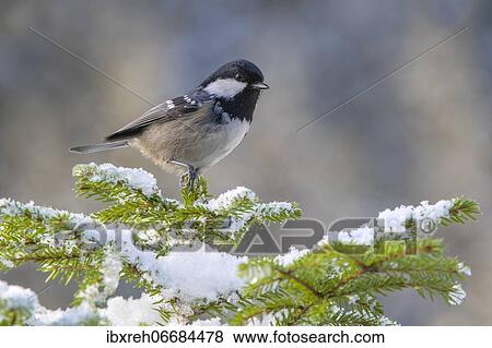 Coal tit (Parus ater), sitting on a branch in winter, Terfens, Tyrol, Austria, Europe View Large Photo Image Stock Photo - Coal tit (Parus ater), sitting on a branch in winter, Terfens, Tyrol, Austria, Europe. Fotosearch