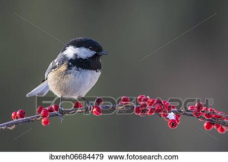 Stock Photo - Coal tit (Parus ater), sitting on a branch, Terfens, Tyrol, Austria, Europe. Fotosearch