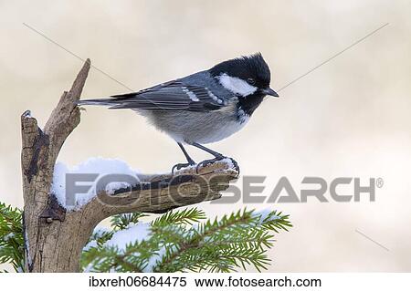Stock Photography - Coal tit (Parus ater), sitting on a branch in winter, Terfens, Tyrol, Austria, Europe. Fotosearch
