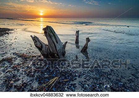 Coastal erosion, tree stump, remains of an exposed tree on the beach of the Baltic Sea at sunset, near Graal-Müritz, Mecklenburg-Western Pomerania, Germany, Europe View Large Photo Image Stock Image - Coastal erosion, tree stump, remains of an exposed tree on the beach of the Baltic Sea at sunset, near Graal-Müritz, Mecklenburg-Western Pomerania, Germany, Europe. Fotosearch