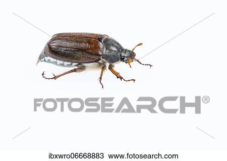 Cockchafer (Melolontha), exempted, Oldenburger Münsterland, Germany, Europe View Large Photo Image Stock Image - Cockchafer (Melolontha), exempted, Oldenburger Münsterland, Germany, Europe. Fotosearch