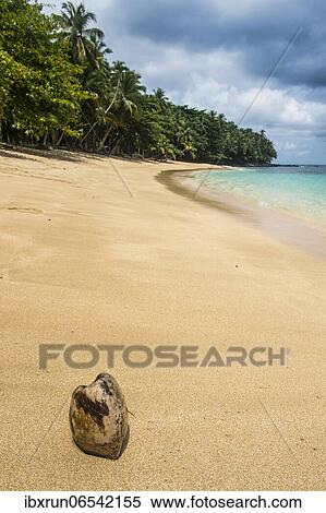 Stock Photography - Coconut on Banana beach, Unesco biosphere reserve, Principe, Sao Tome and Principe, Atlantic Ocean, Africa. Fotosearch
