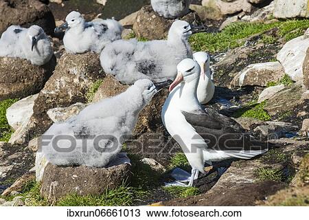 Colony of black-browed albatross mother feeding a chick (Thalassarche melanophris), Saunders island, Falklands, South America View Large Photo Image Stock Image - Colony of black-browed albatross mother feeding a chick (Thalassarche melanophris), Saunders island, Falklands, South America. Fotosearch