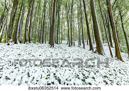 Picture - Common beeches (Fagus sylvatica), beech forest with snow in spring, Aargau, Switzerland, Europe. Fotosearch