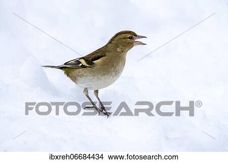Common chaffinch (Fringilla coelebs), female, sitting on snow-covered ground, Terfens, Tyrol, Austria, Europe View Large Photo Image Picture - Common chaffinch (Fringilla coelebs), female, sitting on snow-covered ground, Terfens, Tyrol, Austria, Europe. Fotosearch