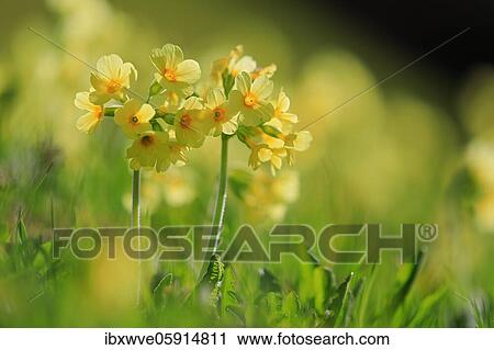 Stock Image - Common cowslip (Primula veris), flower, Tyrol, Austria, Europe. Fotosearch