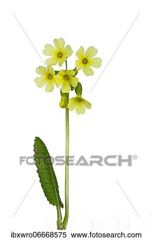Common cowslip (Primula veris), Primrose, exposed, Germany, Europe View Large Photo Image Stock Photography - Common cowslip (Primula veris), Primrose, exposed, Germany, Europe. Fotosearch
