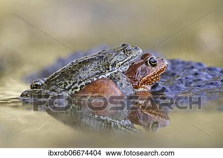 Common frog (Rana temporaria) in amplexus in front of spawning next to an already settled spawning clump, Thuringia, Germany, Europe View Large Photo Image Picture - Common frog (Rana temporaria) in amplexus in front of spawning next to an already settled spawning clump, Thuringia, Germany, Europe. Fotosearch