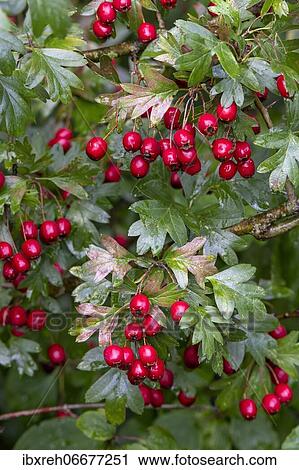 Common hawthorn (Crataegus monogyna), with red fruits, Vorarlberg, Austria, Europe View Large Photo Image Stock Image - Common hawthorn (Crataegus monogyna), with red fruits, Vorarlberg, Austria, Europe. Fotosearch