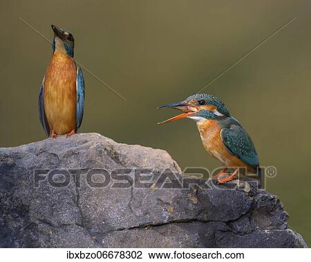 Common kingfisher (Alcedo atthis), male giving a bridal gift to female, fish, on a stone, Danube floodplain, Baden-Württemberg, Germany, Europe View Large Photo Image Stock Image - Common kingfisher (Alcedo atthis), male giving a bridal gift to female, fish, on a stone, Danube floodplain, Baden-Württemberg, Germany, Europe. Fotosearch
