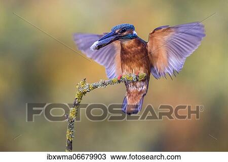 Common kingfisher (Alcedo atthis) with fish in its beak during landing approach, Hesse, Germany, Europe View Large Photo Image Stock Image - Common kingfisher (Alcedo atthis) with fish in its beak during landing approach, Hesse, Germany, Europe. Fotosearch