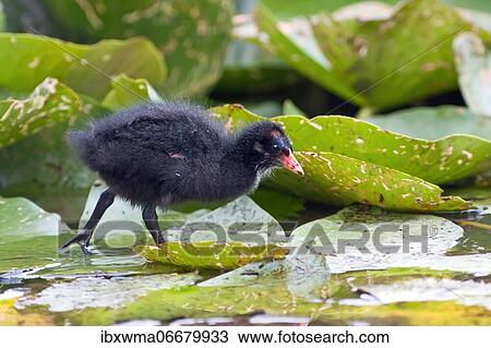 Common moorhen (Gallinula chloropus), chick, running over lily pads, Hesse, Germany, Europe View Large Photo Image Stock Image - Common moorhen (Gallinula chloropus), chick, running over lily pads, Hesse, Germany, Europe. Fotosearch