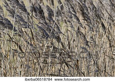 Common reed (Phragmites australis) with fruit stand, Leyhörner Sieltief, Greetsiel, North Sea, Lower Saxony, Germany, Europe View Large Photo Image Picture - Common reed (Phragmites australis) with fruit stand, Leyhörner Sieltief, Greetsiel, North Sea, Lower Saxony, Germany, Europe. Fotosearch