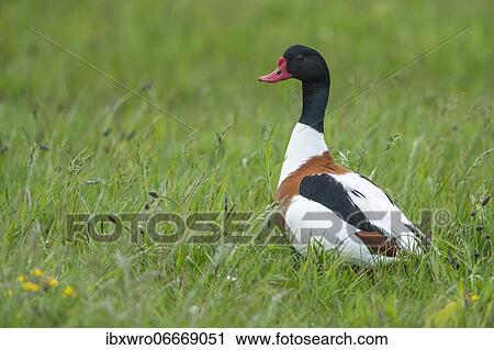 Common shelduck (Tadorna tadorna) in a wet meadow, Kattinger Watt, Schleswig-Holstein, Germany, Europe View Large Photo Image Stock Image - Common shelduck (Tadorna tadorna) in a wet meadow, Kattinger Watt, Schleswig-Holstein, Germany, Europe. Fotosearch