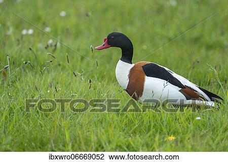 Common shelduck (Tadorna tadorna) in a wet meadow, Kattinger Watt, Schleswig-Holstein, Germany, Europe View Large Photo Image Stock Image - Common shelduck (Tadorna tadorna) in a wet meadow, Kattinger Watt, Schleswig-Holstein, Germany, Europe. Fotosearch