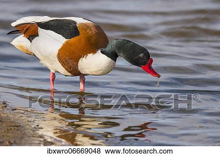 Common shelduck (Tadorna tadorna) in the mudflats, Kattinger Watt, Schleswig-Holstein, Germany, Europe View Large Photo Image Stock Photo - Common shelduck (Tadorna tadorna) in the mudflats, Kattinger Watt, Schleswig-Holstein, Germany, Europe. Fotosearch