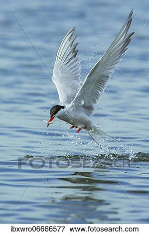 Common tern (Sterna hirundo) in flight while fishing, Banter See, Wilhelmshaven, Lower Saxony, Germany, Europe View Large Photo Image Stock Photo - Common tern (Sterna hirundo) in flight while fishing, Banter See, Wilhelmshaven, Lower Saxony, Germany, Europe. Fotosearch
