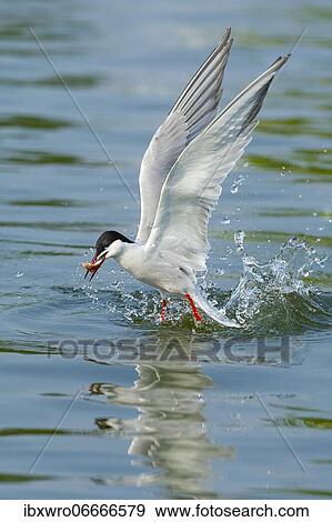 Stock Photo - Common tern (Sterna hirundo) in flight while fishing, Banter See, Wilhelmshaven, Lower Saxony, Germany, Europe. Fotosearch