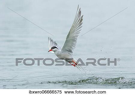 Stock Photography - Common tern (Sterna hirundo) in flight while fishing, Banter See, Wilhelmshaven, Lower Saxony, Germany, Europe. Fotosearch