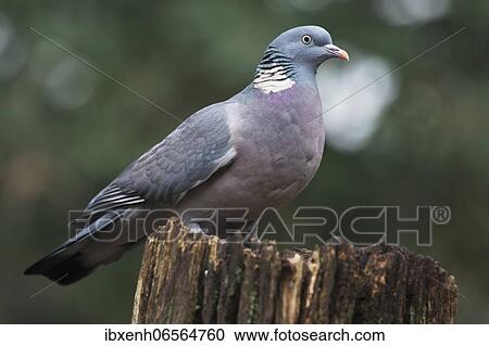 Stock Image - Common wood pigeon (Columba palumbus), sitting on a tree stump, Emsland, Lower Saxony, Germany, Europe. Fotosearch