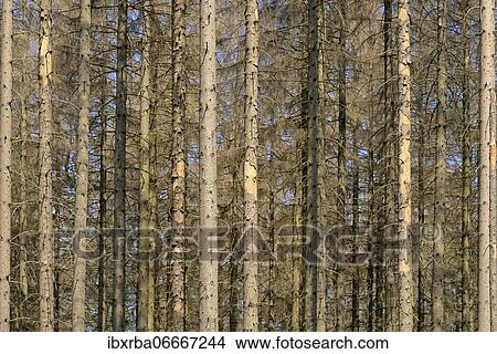 Coniferous forest, dead spruce (Picea abies) due to bark beetle infestation and drought, Arnsberger Wald nature park Park, North Rhine-Westphalia, Germany, Europe View Large Photo Image Picture - Coniferous forest, dead spruce (Picea abies) due to bark beetle infestation and drought, Arnsberger Wald nature park Park, North Rhine-Westphalia, Germany, Europe. Fotosearch