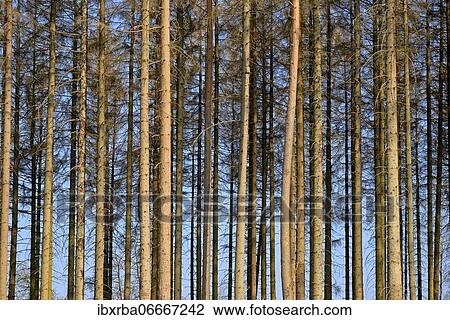 Coniferous forest, dead spruce (Picea abies) due to bark beetle infestation and drought, Arnsberger Wald nature park Park, North Rhine-Westphalia, Germany, Europe View Large Photo Image Stock Image - Coniferous forest, dead spruce (Picea abies) due to bark beetle infestation and drought, Arnsberger Wald nature park Park, North Rhine-Westphalia, Germany, Europe. Fotosearch