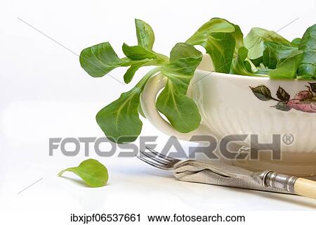 Corn salad (Valerianella locusta) in shell, Germany, Europe View Large Photo Image Stock Image - Corn salad (Valerianella locusta) in shell, Germany, Europe. Fotosearch