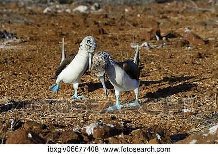 Courting blue-footed boobies (Sula nebouxii) dancing, Seymour Norte Island, Galapagos, Ecuador, South America View Large Photo Image Stock Photo - Courting blue-footed boobies (Sula nebouxii) dancing, Seymour Norte Island, Galapagos, Ecuador, South America. Fotosearch