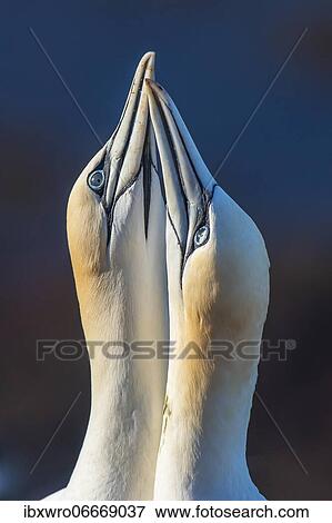 Courting gannets (Morus bassanus), portrait, North Sea, seabird, Germany, Europe View Large Photo Image Stock Photo - Courting gannets (Morus bassanus), portrait, North Sea, seabird, Germany, Europe. Fotosearch