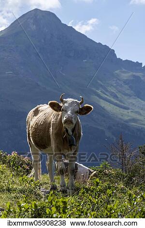 Stock Photo - Cow with horns in front of mountain landscape, Bernese Oberland, Switzerland, Europe. Fotosearch