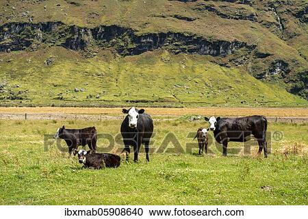 Cows in a pasture, Wanaka, Otago, South Island, New Zealand, Oceania View Large Photo Image Stock Image - Cows in a pasture, Wanaka, Otago, South Island, New Zealand, Oceania. Fotosearch