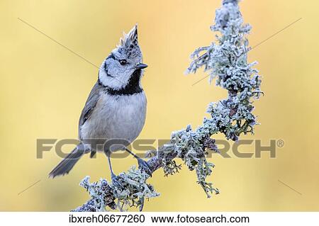 Crested tit (Parus cristatus), sitting on a branch, Tyrol, Austria, Europe View Large Photo Image Stock Image - Crested tit (Parus cristatus), sitting on a branch, Tyrol, Austria, Europe. Fotosearch