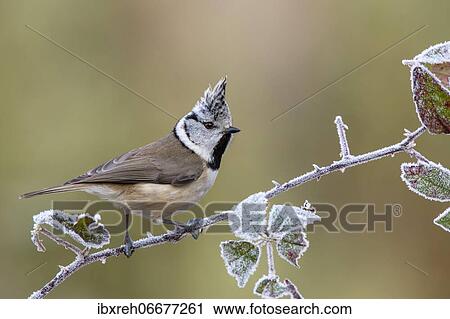 Crested tit (Parus cristatus), sitting on a blackberry vine, Tyrol, Austria, Europe View Large Photo Image Stock Image - Crested tit (Parus cristatus), sitting on a blackberry vine, Tyrol, Austria, Europe. Fotosearch