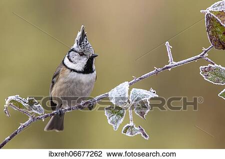 Crested tit (Parus cristatus), sitting on a blackberry vine, Tyrol, Austria, Europe View Large Photo Image Stock Image - Crested tit (Parus cristatus), sitting on a blackberry vine, Tyrol, Austria, Europe. Fotosearch