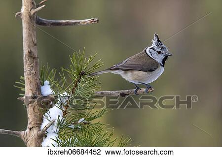 Crested tit (Parus cristatus), sitting on a branch in winter, Terfens, Tyrol, Austria, Europe View Large Photo Image Stock Image - Crested tit (Parus cristatus), sitting on a branch in winter, Terfens, Tyrol, Austria, Europe. Fotosearch