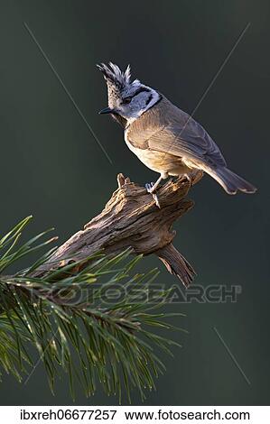 Crested tit (Parus cristatus), sitting on a branch, Tyrol, Austria, Europe View Large Photo Image Stock Photo - Crested tit (Parus cristatus), sitting on a branch, Tyrol, Austria, Europe. Fotosearch