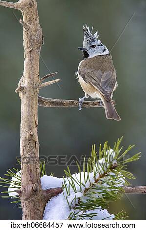 Crested tit (Parus cristatus), sitting on a branch in winter, Terfens, Tyrol, Austria, Europe View Large Photo Image Stock Photo - Crested tit (Parus cristatus), sitting on a branch in winter, Terfens, Tyrol, Austria, Europe. Fotosearch