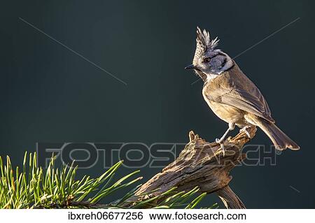 Crested tit (Parus cristatus), sitting on a branch, Tyrol, Austria, Europe View Large Photo Image Stock Photograph - Crested tit (Parus cristatus), sitting on a branch, Tyrol, Austria, Europe. Fotosearch