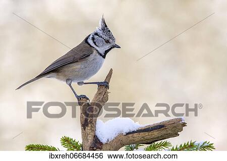 Crested tit (Parus cristatus), sitting on a branch in winter, Terfens, Tyrol, Austria, Europe View Large Photo Image Stock Photograph - Crested tit (Parus cristatus), sitting on a branch in winter, Terfens, Tyrol, Austria, Europe. Fotosearch