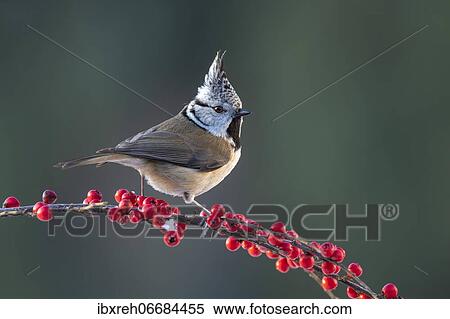 Crested tit (Parus cristatus), sitting on a branch, Terfens, Tyrol, Austria, Europe View Large Photo Image Stock Photography - Crested tit (Parus cristatus), sitting on a branch, Terfens, Tyrol, Austria, Europe. Fotosearch