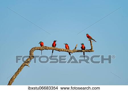 Crimson pints (Merops nubicoides) sitting on branch, Zambia, Africa View Large Photo Image Picture - Crimson pints (Merops nubicoides) sitting on branch, Zambia, Africa. Fotosearch