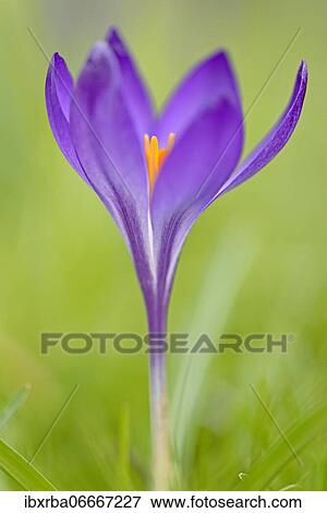 Stock Photo - Crocus, purple flower, North Rhine-Westphalia, Germany, Europe. Fotosearch