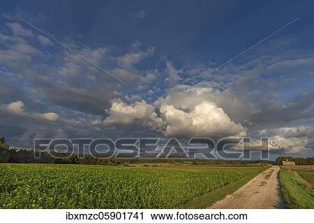 Cumulus clouds (Cumulus) over a country lane, Franconia, Bavaria, Germany, Europe View Large Photo Image Stock Image - Cumulus clouds (Cumulus) over a country lane, Franconia, Bavaria, Germany, Europe. Fotosearch