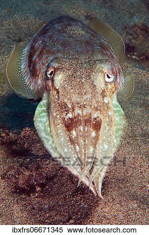 Stock Photography - Cuttlefish (Sepia officinalis), Eastern Atlantic, Canary Islands, Spain, Europe. Fotosearch