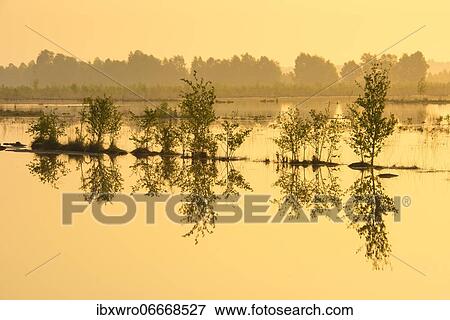 Daybreak in the moor, sunrise, reflection, birches in the moor, Goldenstedter Moor, Lower Saxony, Germany, Europe View Large Photo Image Stock Photo - Daybreak in the moor, sunrise, reflection, birches in the moor, Goldenstedter Moor, Lower Saxony, Germany, Europe. Fotosearch