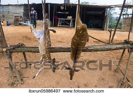 Dead antelopes for sale, Kwanza Norte, Angola, Africa View Large Photo Image Stock Photo - Dead antelopes for sale, Kwanza Norte, Angola, Africa. Fotosearch
