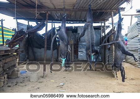 Dead monkeys for sale, Kwanza Norte, Angola, Africa View Large Photo Image Stock Photo - Dead monkeys for sale, Kwanza Norte, Angola, Africa. Fotosearch