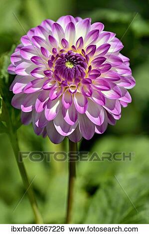 Decorative dahlia (Dahlia), variety Martina, white-pink flower, North Rhine-Westphalia, Germany, Europe View Large Photo Image Stock Photograph - Decorative dahlia (Dahlia), variety Martina, white-pink flower, North Rhine-Westphalia, Germany, Europe. Fotosearch